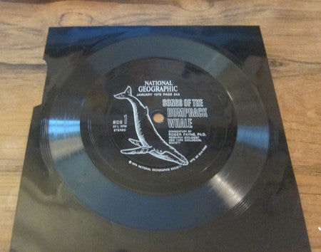 Humpback Whale Commentary By Dr. Roger S. Payne : Songs Of The Humpback Whale (Flexi, 6", Smplr)