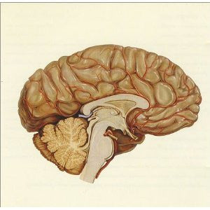 Death In Vegas : The Contino Sessions (CD, Album, Enh, Ltd)