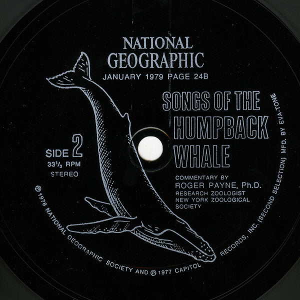 Humpback Whale Commentary By Dr. Roger S. Payne : Songs Of The Humpback Whale (Flexi, 6", Smplr)