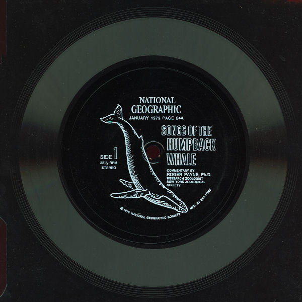 Humpback Whale Commentary By Dr. Roger S. Payne : Songs Of The Humpback Whale (Flexi, 6", Smplr)